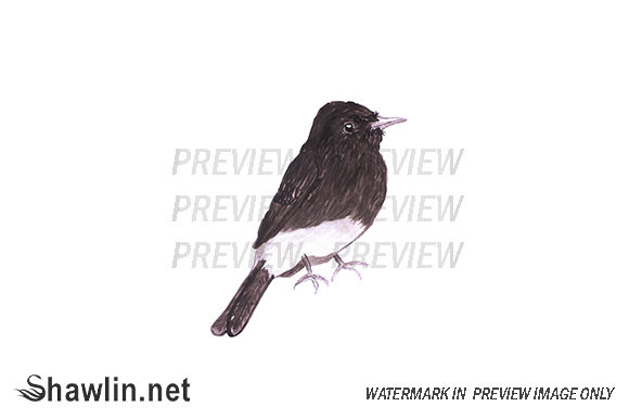 Black Phoebe Bird Watercolor Illustrations
