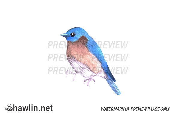 Bluebird Watercolor Bird