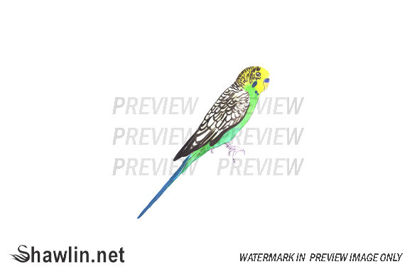 Budgie Bird Watercolor Paint