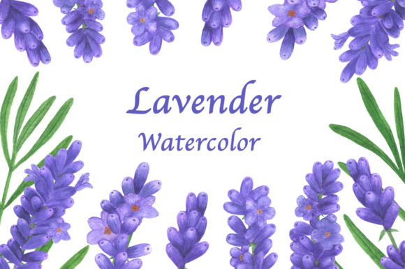 Collection Lavender Flowers Watercolor Illustrations