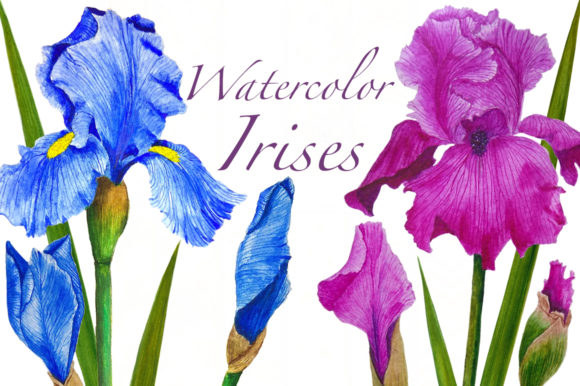 Collection Watercolor Flowers Irises Illustrations