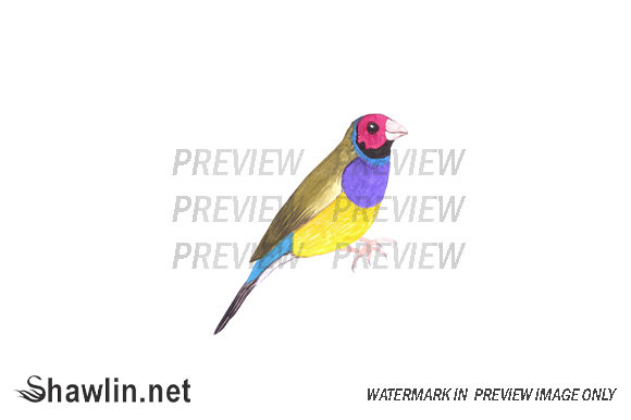 Gouldian Finch Watercolor Illustrations
