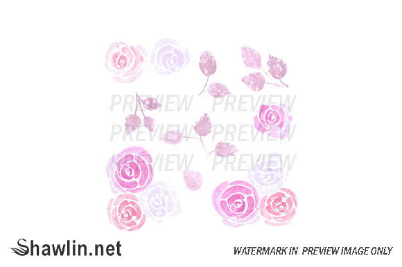 Loose Watercolor Roses Illustrations