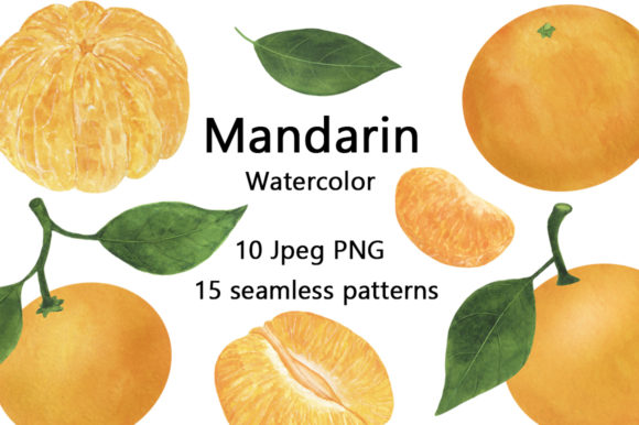 Set of Mandarin Watercolor Food Illustration
