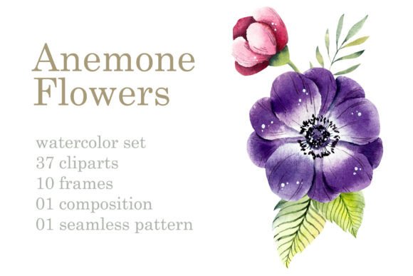 Watercolor Clipart Anemones Illustrations