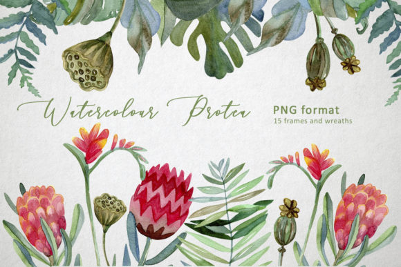 Watercolor Protea Frames and Wreath Illustrations