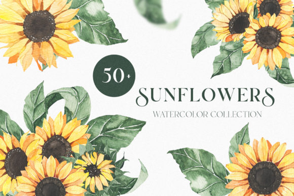 Watercolor Sunflowers Collection and Illustrations